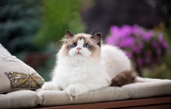 Картинка кошка, взгляд, подушки, голубые глаза, мордашка, пушистая кошка, рэгдолл