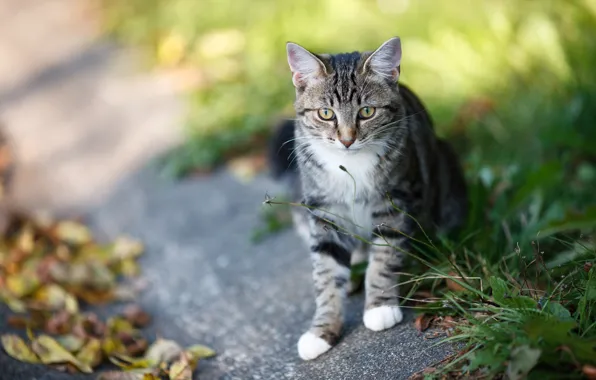 Картинка дорога, кошка, трава, взгляд, котёнок, сидит, тропинка
