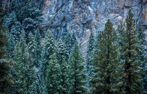 Зима, снег, деревья, скалы, Калифорния, США, Йосемити, Yosemite National Park