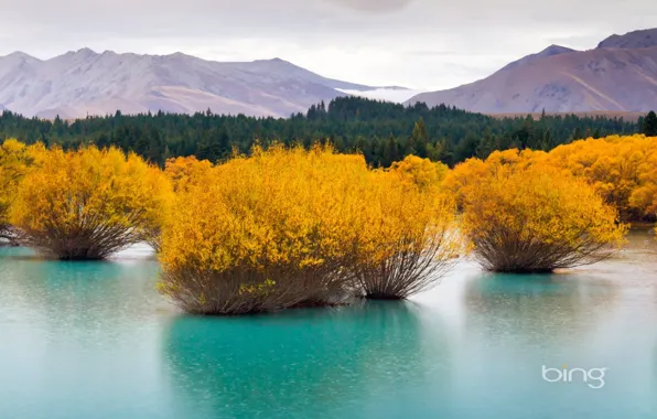 Картинка trees, yellow, water