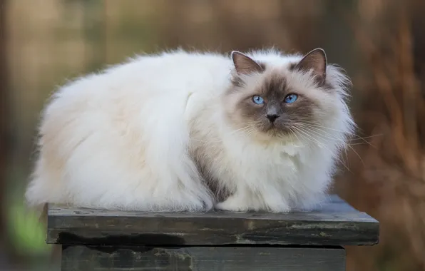 Кошка, кот, взгляд, поза, доски, лежит, голубые глаза, мордашка
