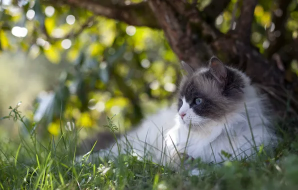 Картинка кошка, лето, природа