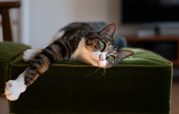 Картинка кошка, кот, поза, серый, отдых, кресло, лежит, полосатый