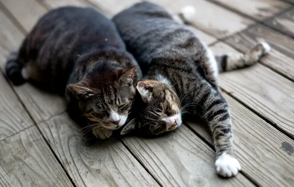 Картинка кошки, коты, доски, спят, лежат, полосатые