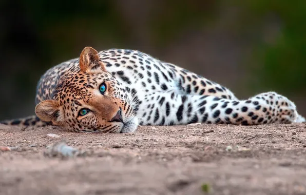 Картинка кошка, взгляд, большая, леопард