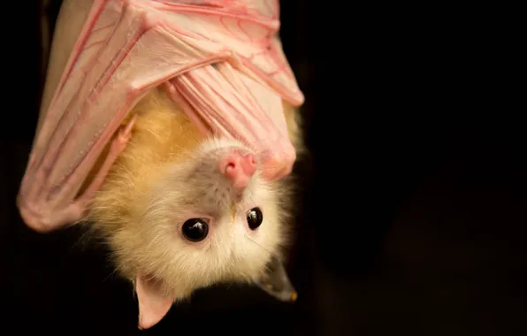 Картинка природа, фон, Pteropus poliocephalus, Piebald grey headed flying fox