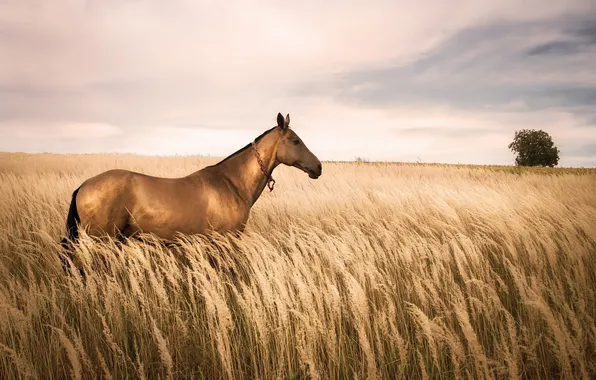 Картинка поле, природа, конь