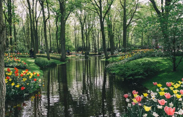 Картинка цветы, тюльпаны, Keukenhof, Кёкенхоф