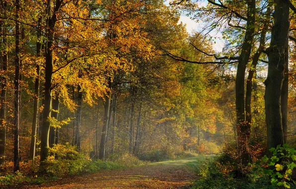 Дорога, осень, лес, деревья, ветки, природа, туман, листва