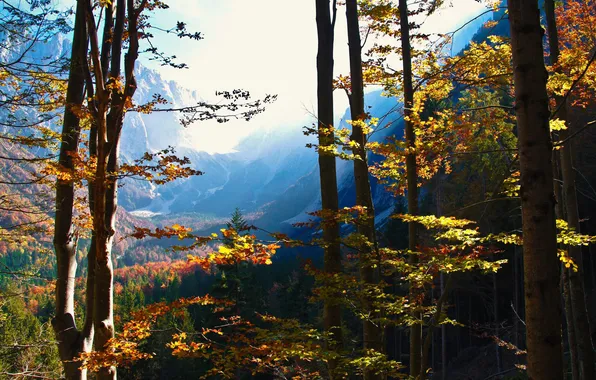 Картинка осень, лес, горы, природа