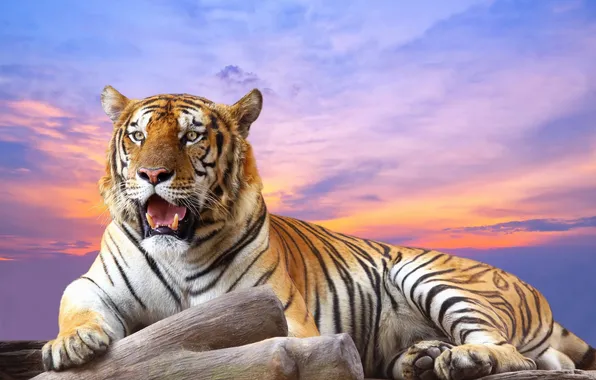 Картинка небо, хищник, Тигр