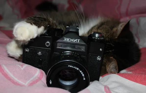 Картинка кошка, фон, фотоаппарат, объектив, &ampquot;Helios-44M-4&ampquot;, &ampquot;Зенит&ampquot;