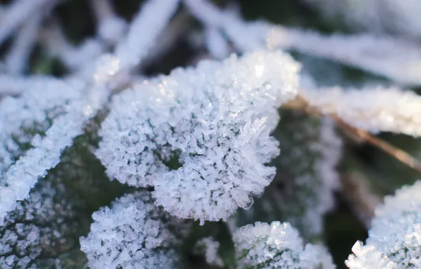 Leaf, cold, hoarfrost
