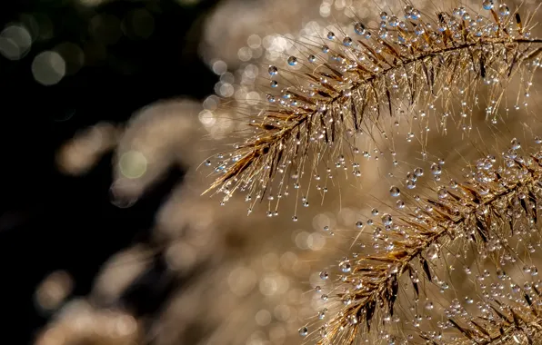 Вода, макро, обои, растение, water, капли воды, macro, боке