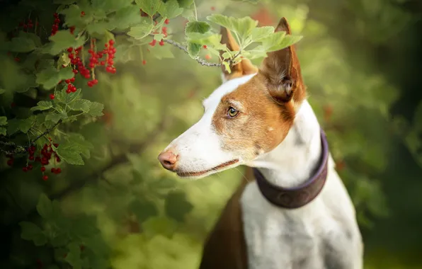 Друг, собака, смородина