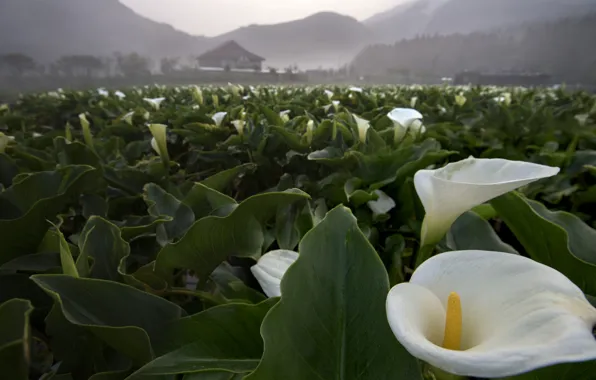 Поле, цветы, природа