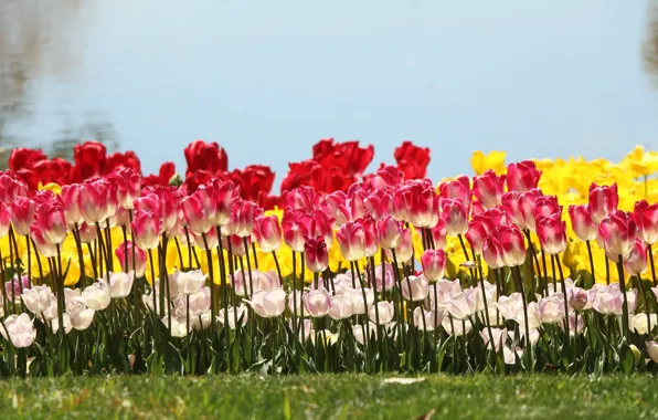Картинка свет, цветы, желтый, красный, берег, весна, тюльпаны, белые