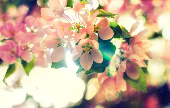 Картинка природа, текстура, Blossoms of Spring