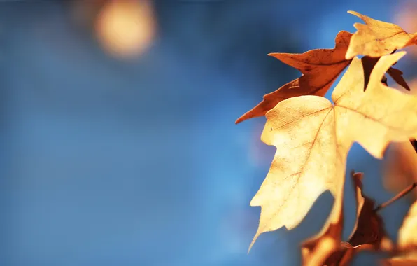 Осень, листья, golden leaf