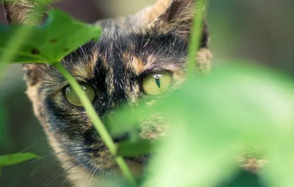 Картинка зелень, кошка, кот, взгляд