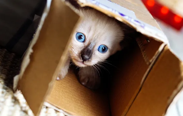 Кошка, взгляд, поза, котенок, фон, коробка, игра, малыш