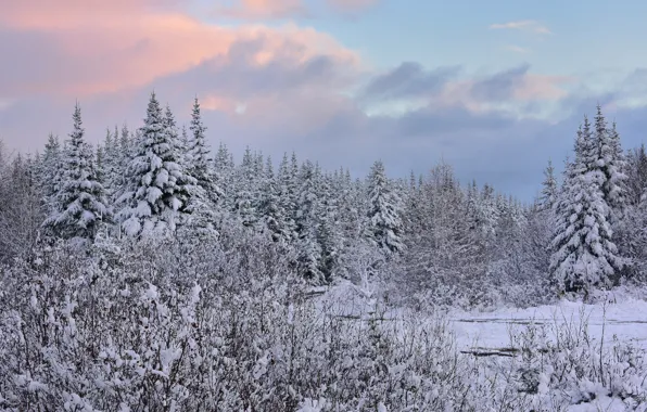 Зима, лес, снег, ели, Канада, Canada, Ньюфаундленд, Newfoundland