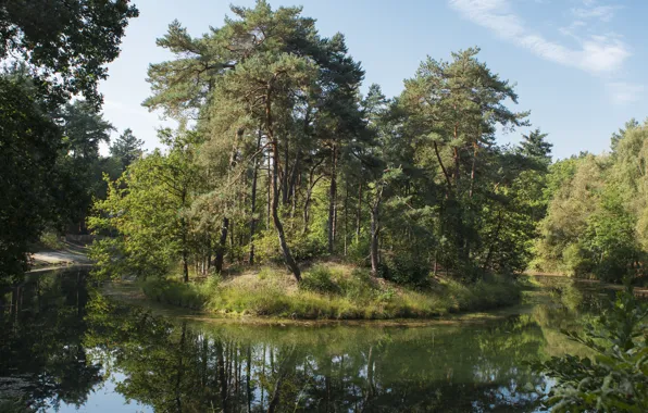 Картинка зелень, лето, деревья, Природа, summer, островок, trees, nature