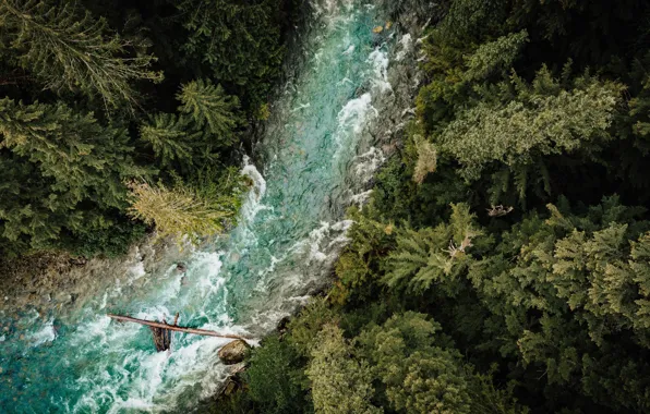 Картинка forest, river, trees, aerial view