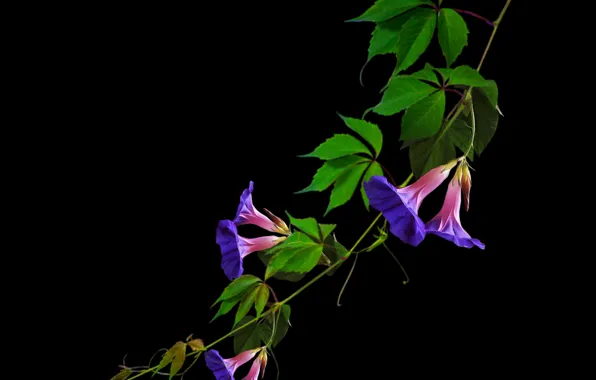 Flower, blue, purple, exotic, wild, bell flowers