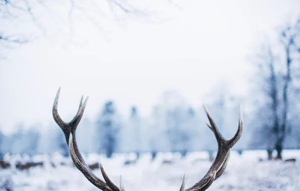 Зима, олень, рога