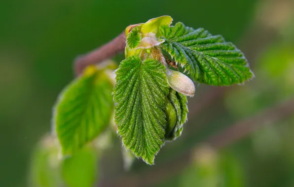 Spring, leaf, twig