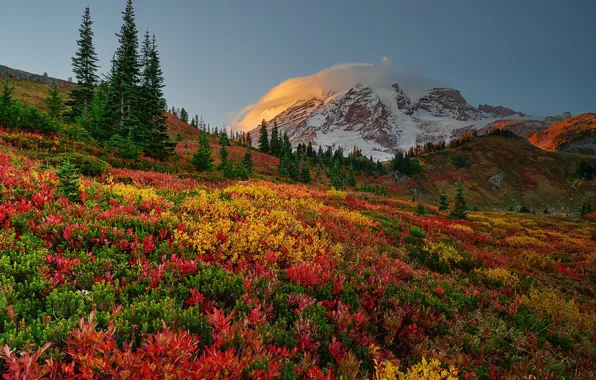 Осень, деревья, гора, Mount Rainier National Park, Национальный парк Маунт-Рейнир, Mount Rainier, Washington State, Штат …