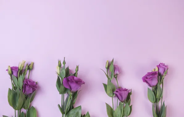 Фиолетовый, цветы, фон, flowers, purple, эустома, eustoma