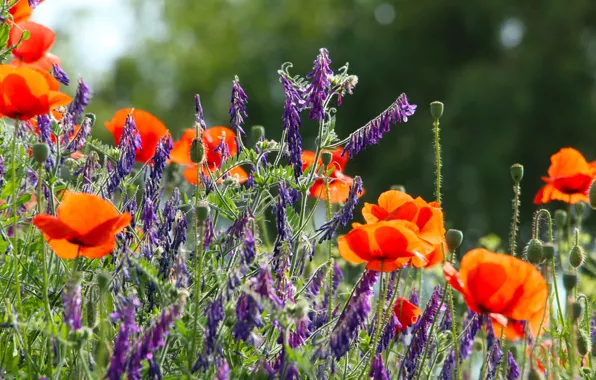 Flower, spring, poppy, meadow, blooming