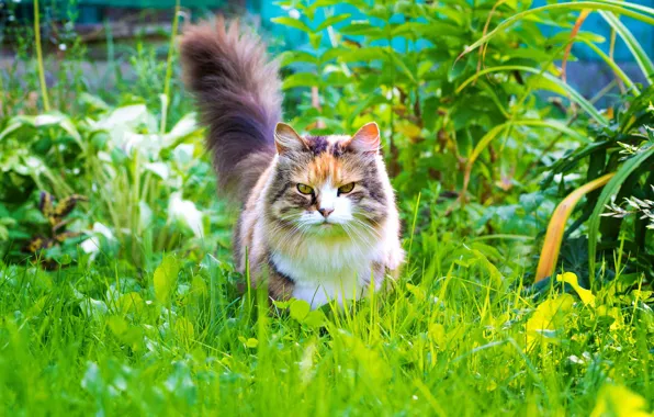 Зелень, кошка, лето, трава, кот, взгляд, листья, растения