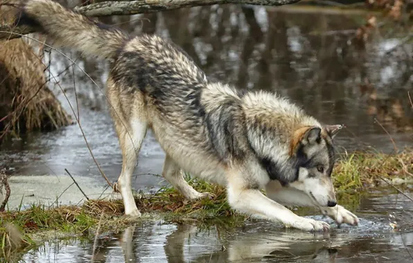 Картинка nature, snow, predator, face, animal, wolf, wildlife, portrait