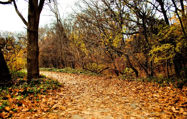 Осень, листва, дорожка, Nature, autumn, leaves, path, fall
