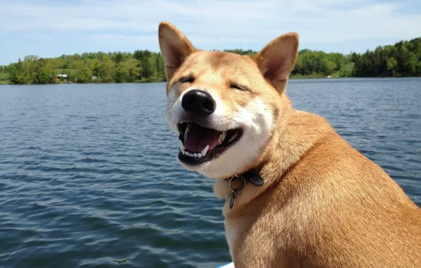 Картинка улыбка, настроение, собака, жизнерадостность