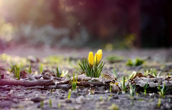 Sun, spring, shine, flovers