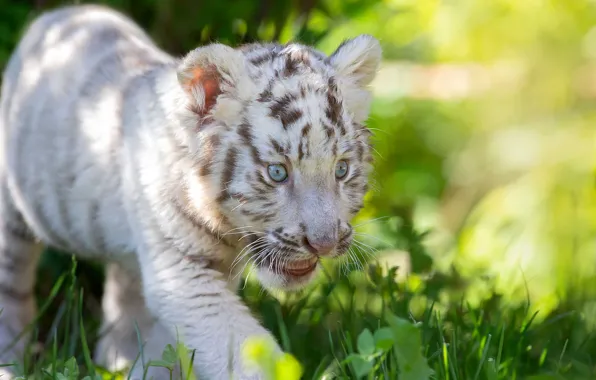 Трава, малыш, детёныш, котёнок, белый тигр, дикая кошка, тигрёнок, Светлана Писарева