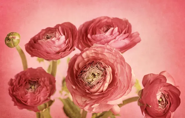 Цветы, лепестки, бутон, розовый фон, картинка, композиция, Ranunculus, ранункулюс розовый