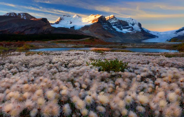 Картинка небо, снег, цветы, горы, озеро, луг, Alberta, Canada