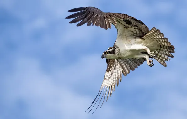 Blue, cypress, osprey