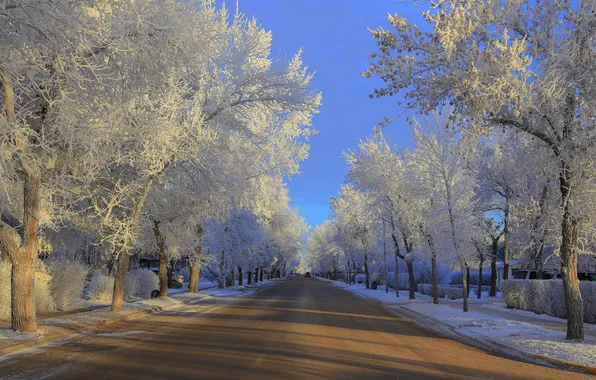 Картинка зима, иней, дорога, деревья