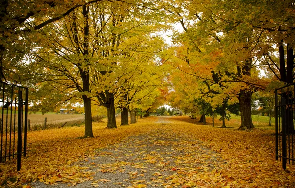Картинка дорога, осень, деревья, природа, листва, ворота, Канада, Онтарио