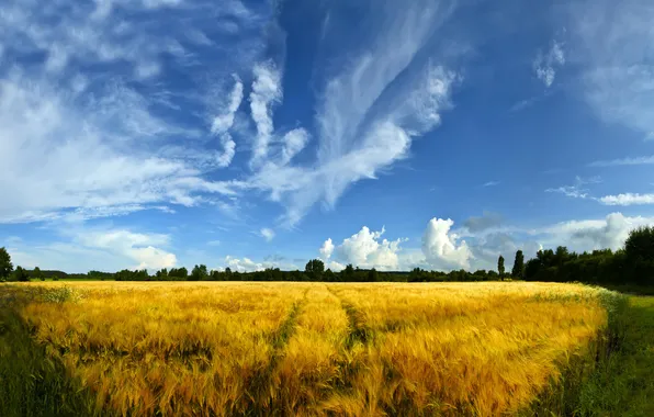 Картинка пшеница, поле, трава, деревья, природа, фото, пейзажи, поля