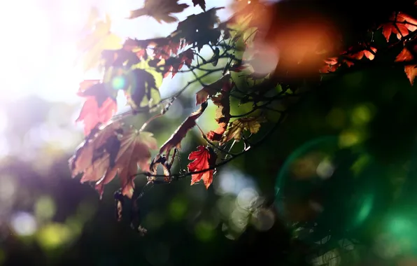 Осень, листья, цвета, свет, природа, дерево, обои, ветка