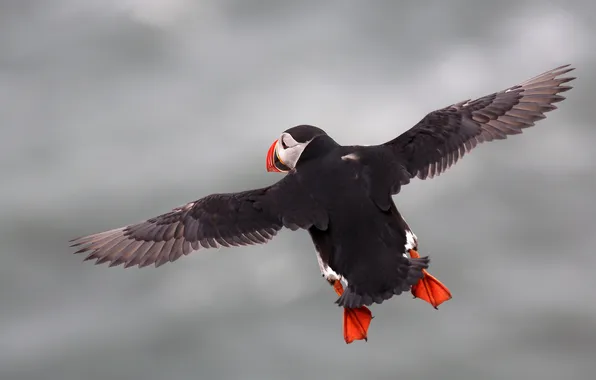 Картинка полет, Птица, flying, bird, Атлантический тупик, Fratercula arctica, Puffin