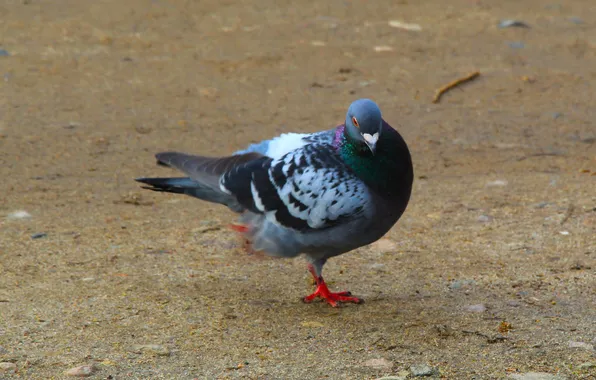 Bird, pigeon, feathered