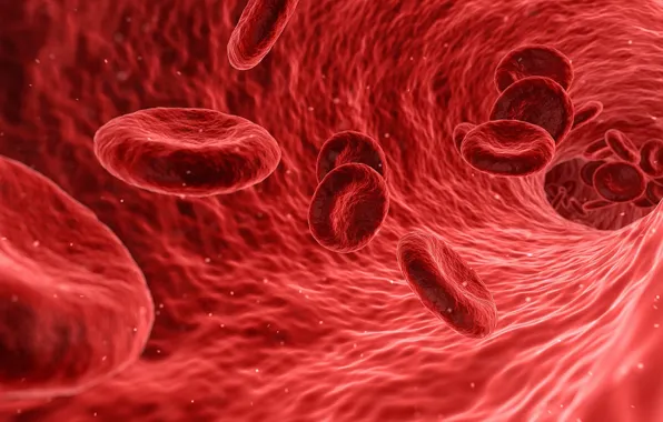 Blood, cell, human